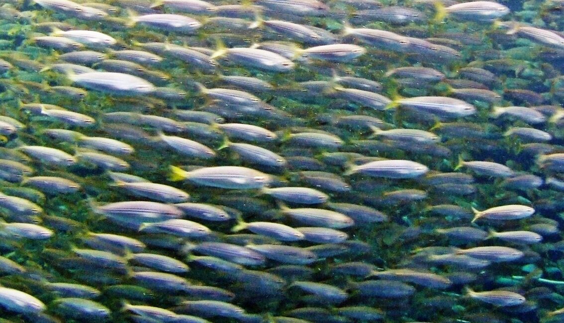 Ungesättigte Omega 3 Fettsäuren